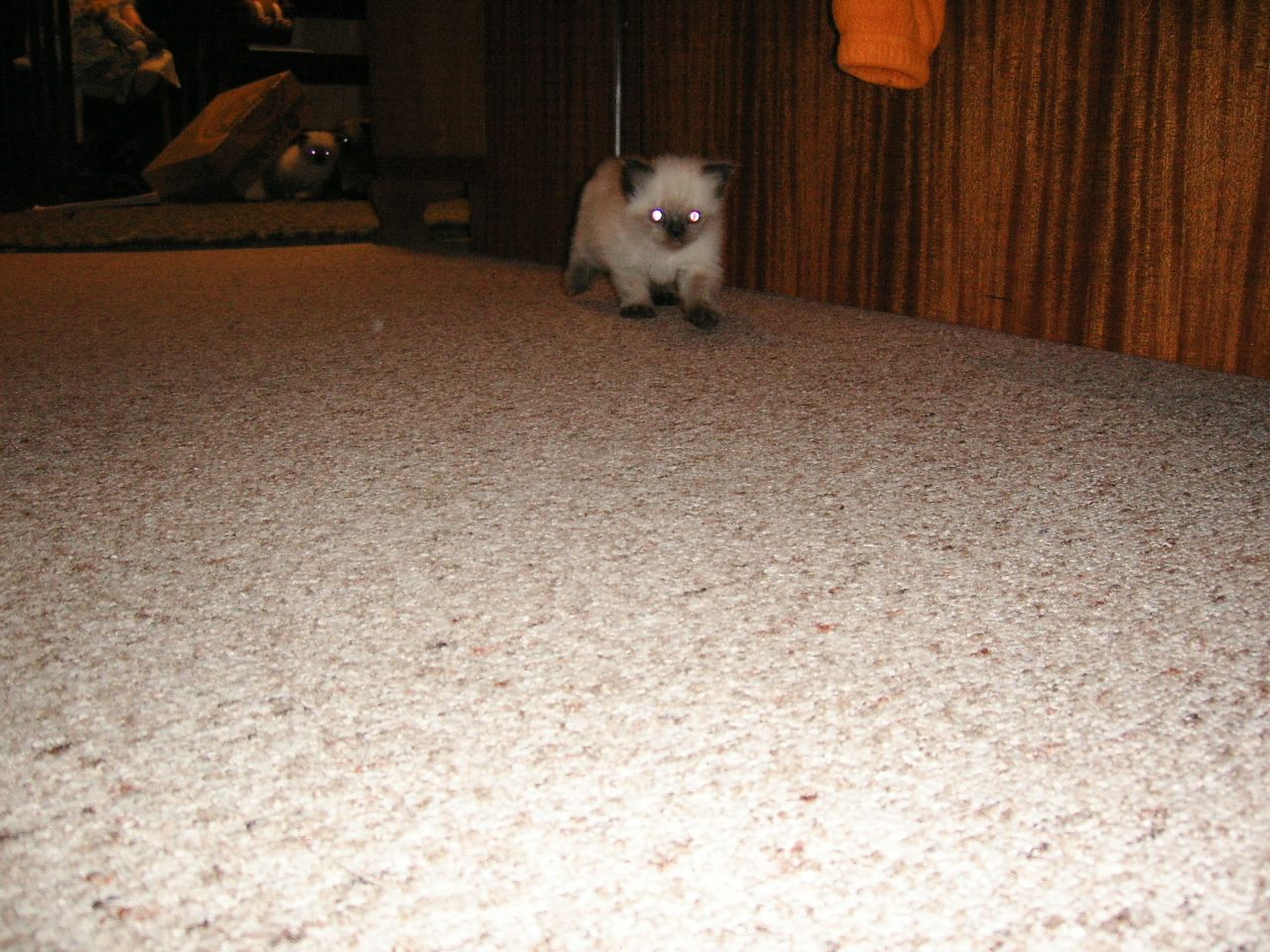 w2037 Attack of Alien Kittens.jpg 229.4K